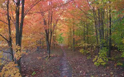 Discover Glen Arbor, MI: Must-Do Fall Adventures